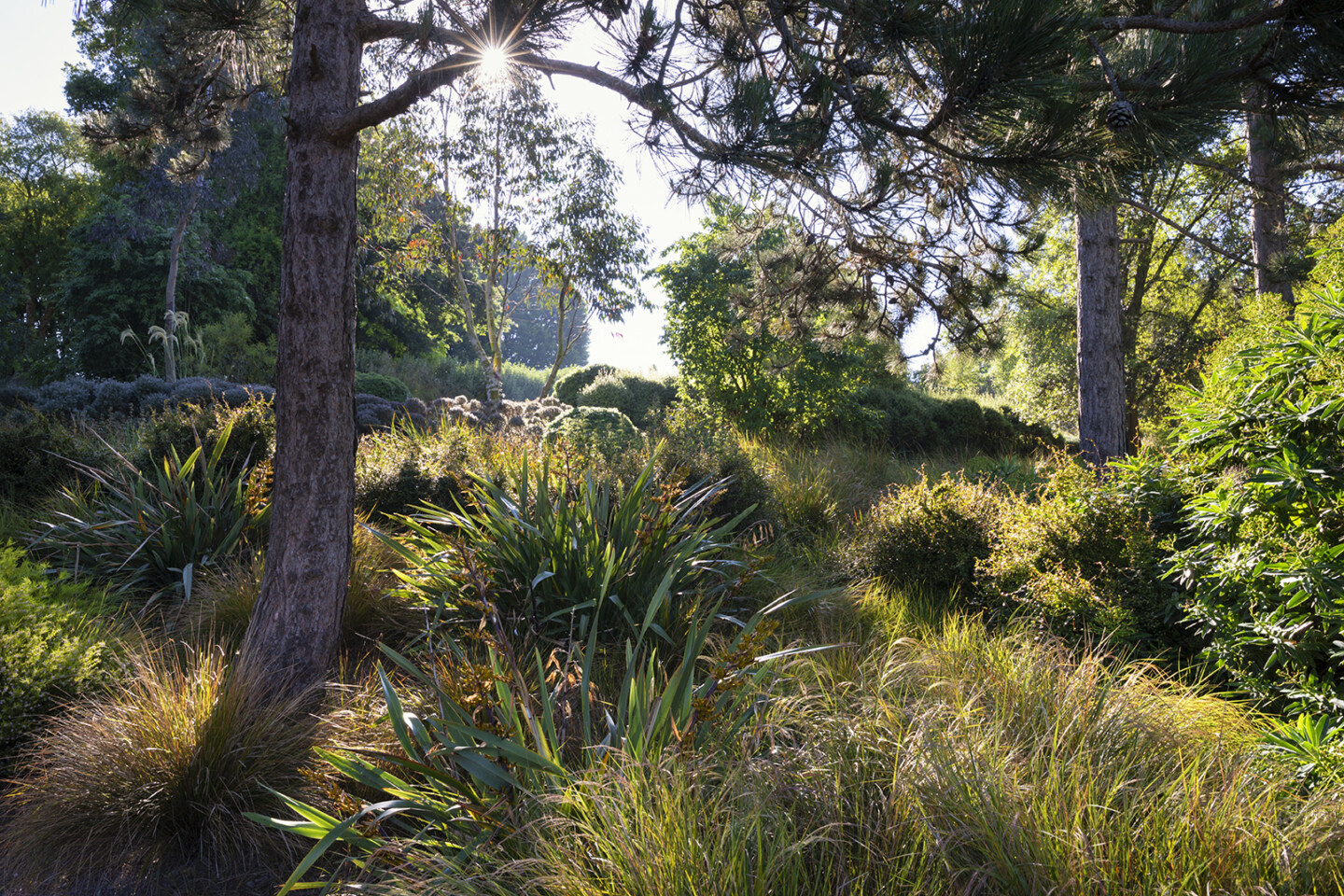 Australia and New Zealand Garden in summer at RHS Garden Hyde Hall