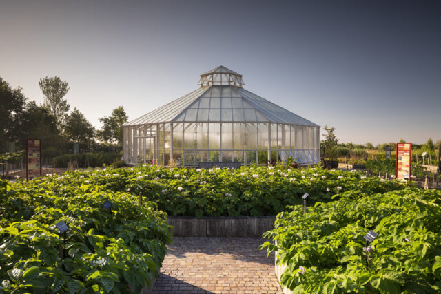 Global Growth Vegetable Garden in summer at RHS Garden Hyde Hall