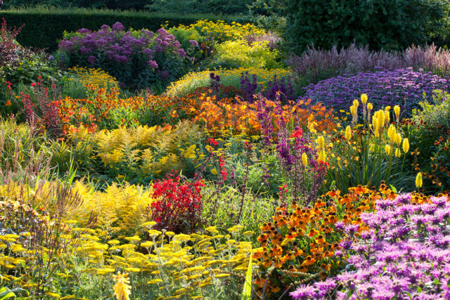 RHS Garden Rosemoor, Summer, Hot Garden