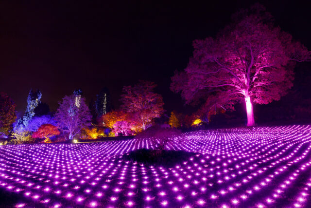 Glow at RHS Garden Wisley