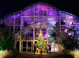Glow at RHS Garden Wisley