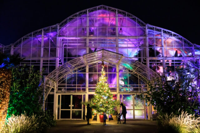 Glow at RHS Garden Wisley