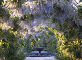 Wisteria Walk in spring at RHS Garden Wisley