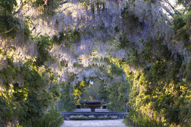 Wisteria Walk in spring at RHS Garden Wisley