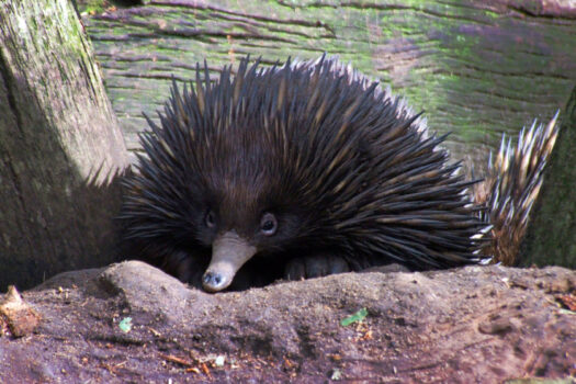 Echidna at Featherdale Wildlife Park