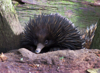Featherdale-Wildlife-Park Australia