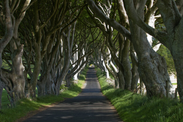 Game of Thrones, Trees, Road