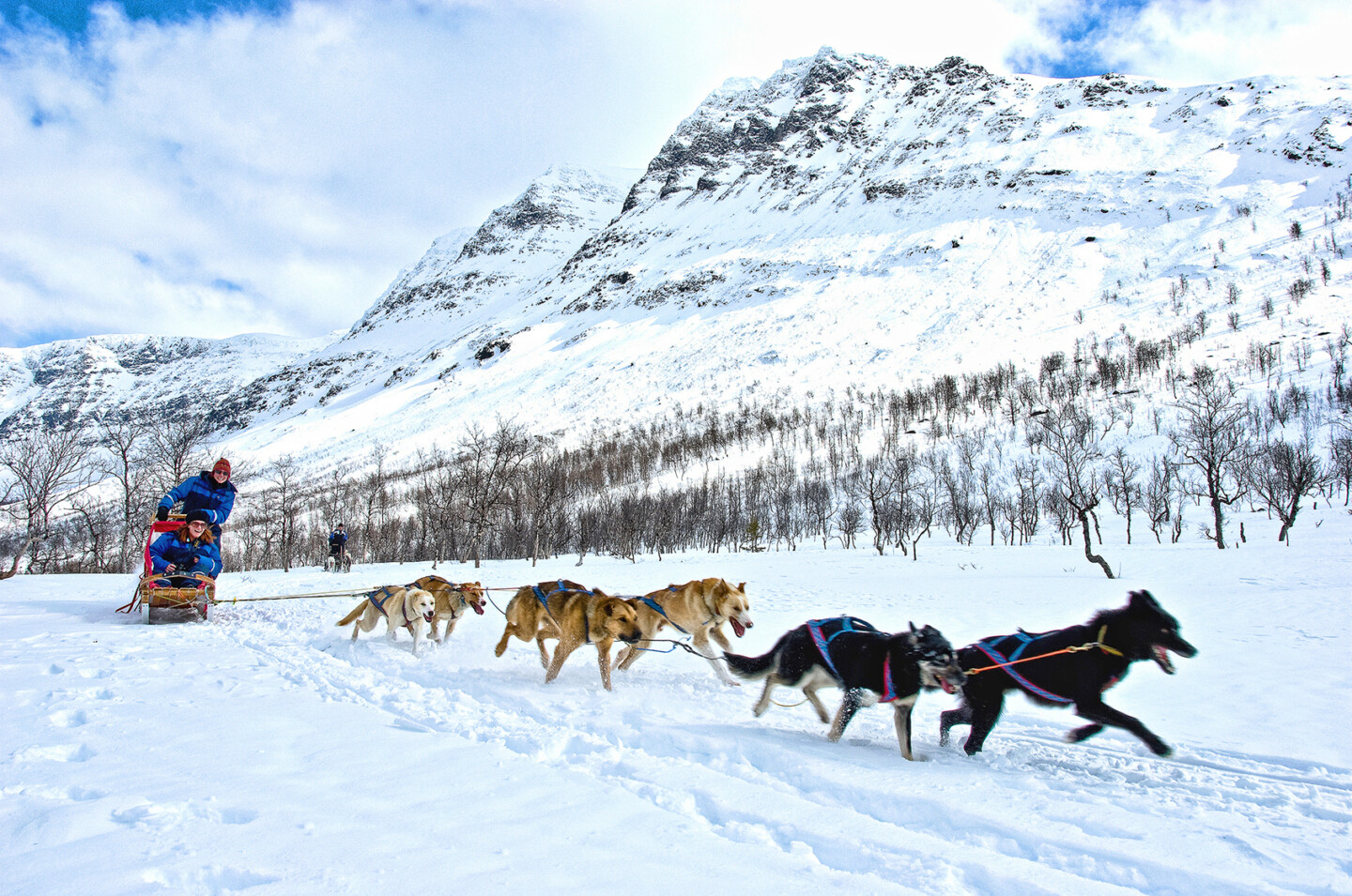 Dog Sledding in snowy mountains