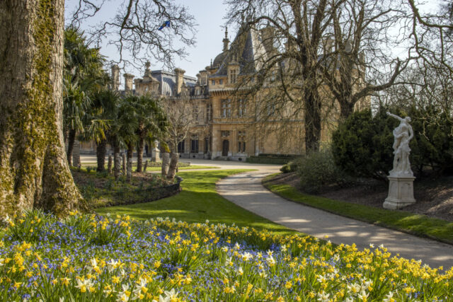 Waddesdon Manor, Buckinghamshire, Daffodils