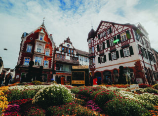 Chrysanthemums in Lahr, Germany