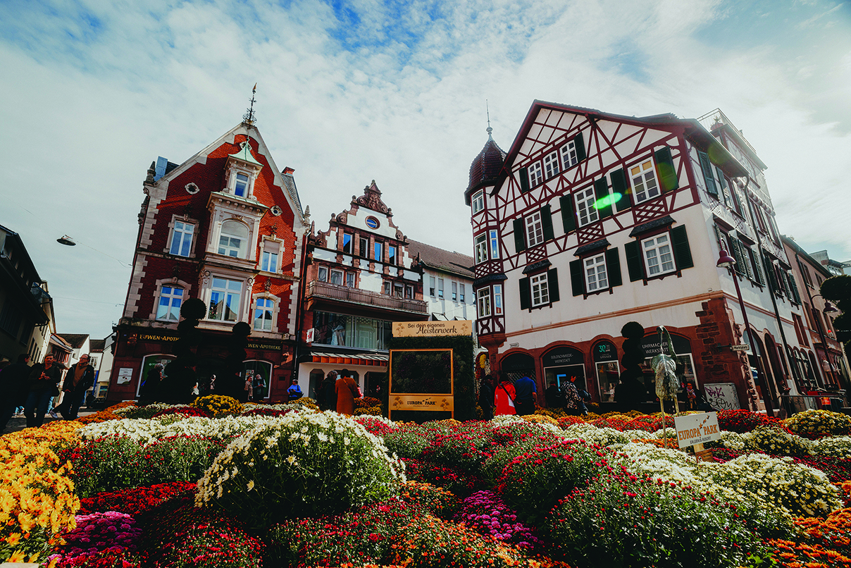 Chrysanthemums in Lahr, Germany