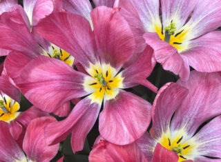 Keukenhof fam trip