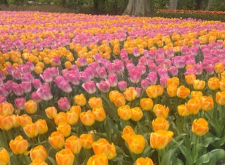 Keukenhof fam trip