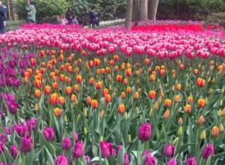 Keukenhof fam trip