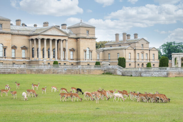 Holkham Hall with deer in the foreground