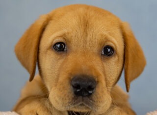 Pup’s First ‘Pawtrait’ - Guide Dogs UK