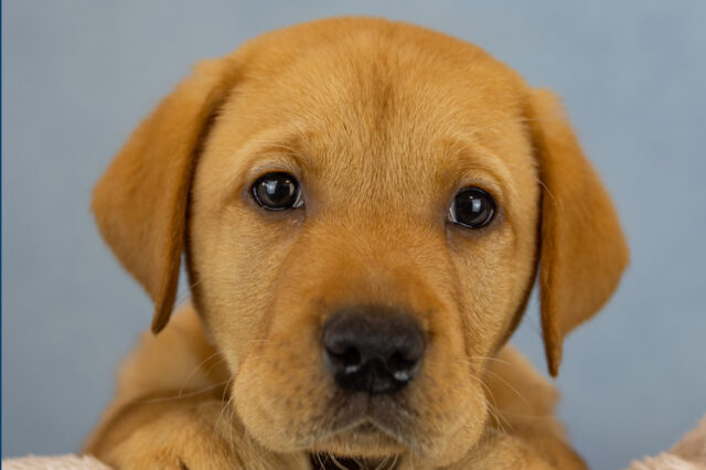 Pup’s First ‘Pawtrait’ - Guide Dogs UK
