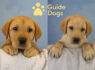 Guide Dogs UK