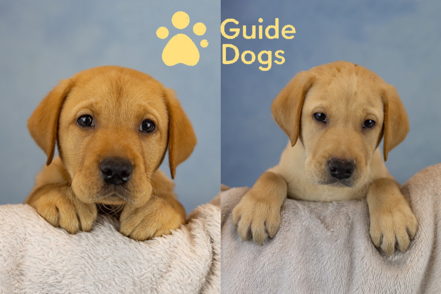 Guide Dogs UK