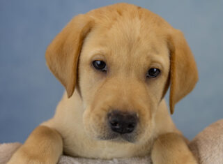 Pup’s First ‘Pawtrait’ - Guide Dogs UK