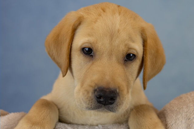 Pup’s First ‘Pawtrait’ - Guide Dogs UK