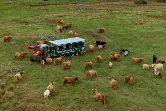 Aerial view of cattle and tractor at Kitchen Coos and Ewes