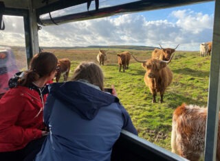 Taking photos of cattle at Kitchen Coos and Ewes