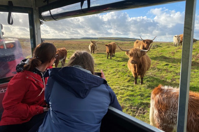 Taking photos of cattle at Kitchen Coos and Ewes