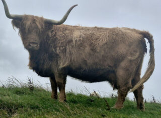 Highland cows