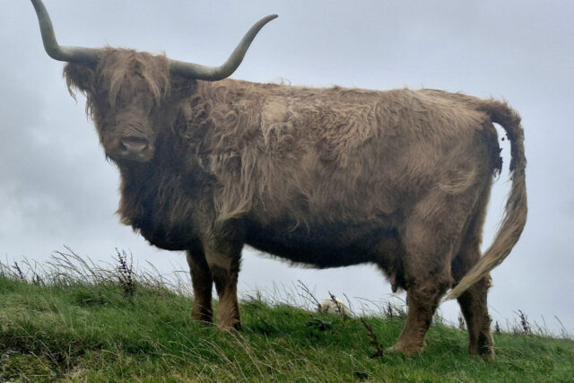 Highland cows
