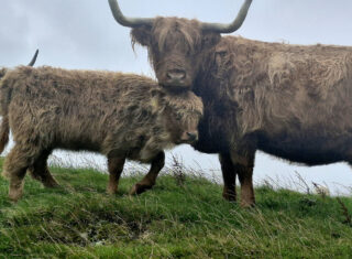 Highland Cows