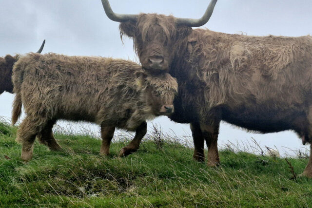 Highland Cows