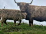 Highland Cows