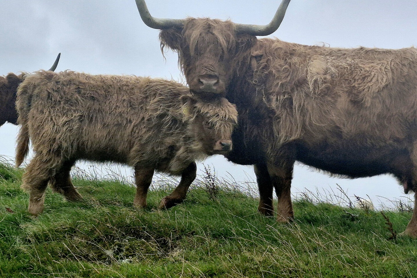 Highland Cows