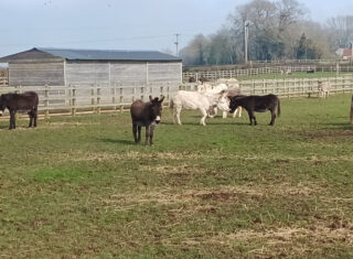 Isle of Wight Donkey Sanctuary