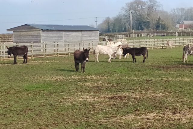Isle of Wight Donkey Sanctuary