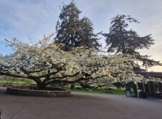 Entrance to Blarney Castle - Irish Jaunt
