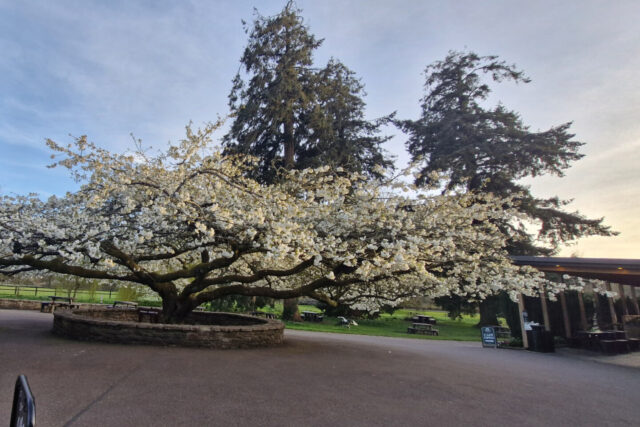 Entrance to Blarney Castle - Irish Jaunt