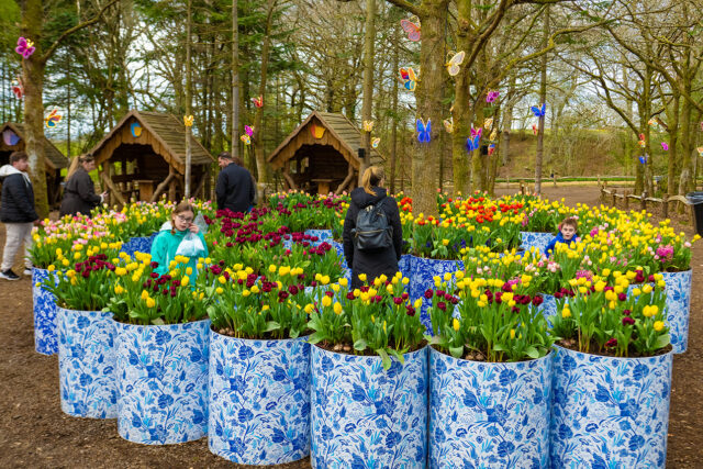 Tulleys Farm - Tulip Fest