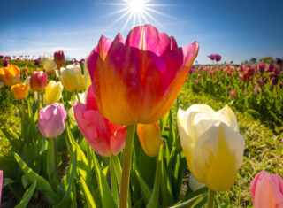 Tulleys Farm - Tulip Fest