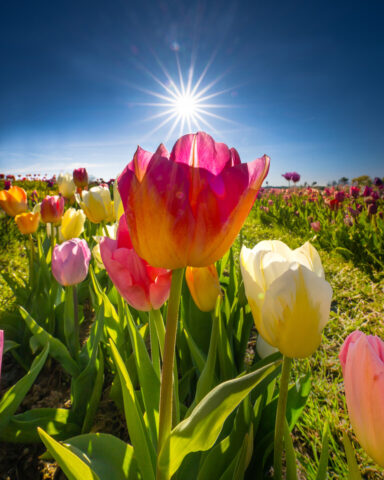 Tulleys Farm - Tulip Fest