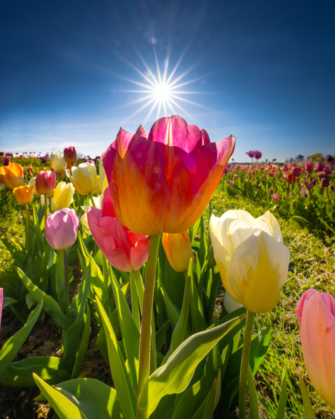 Tulleys Farm - Tulip Fest