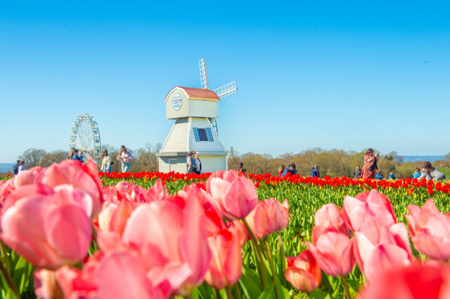 Tulleys Farm - Tulip Fest