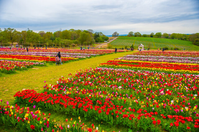 Tulleys Farm - Tulip Fest
