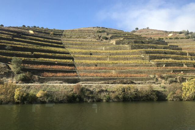 Vineyards in Douro Valley