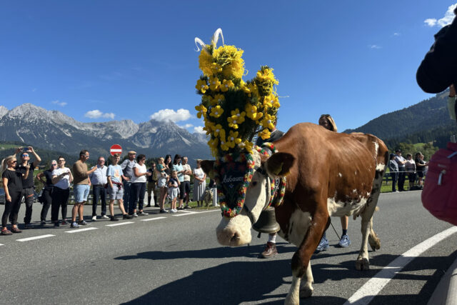 Alpine Cattle Drive in Austria