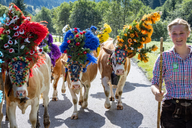 Alpine Cattle Drive in Austria