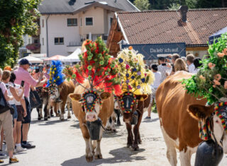 Alpine Cattle Drive in Austria