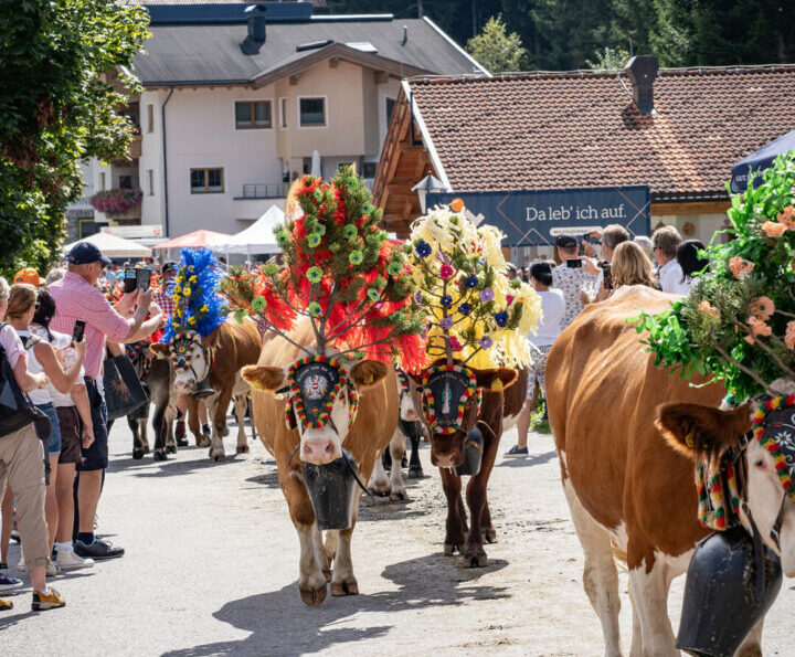 Alpine Cattle Drive in Austria