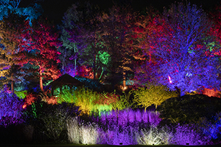 'Glow' at RHS Garden Hyde Hall
